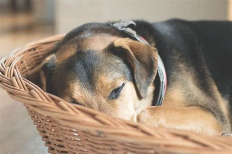 Por qué mi perro no quiere comer Causas y recomendaciones