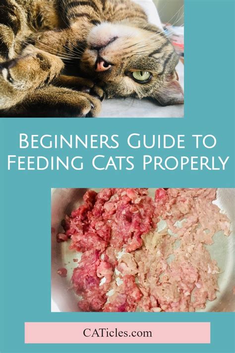 How To Feed Your Cats Properly Cat Nutrition Best Cat Food Cat Food Brands