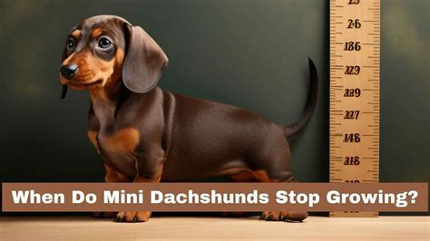 What Age Are Miniature Dachshunds Full Grown