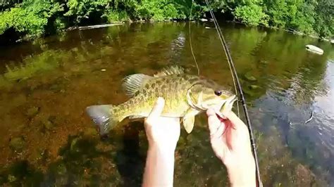 Fly Fishing Smallmouth Bass Youtube