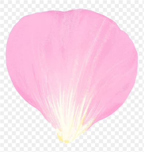 Flower Petal Png Design Element Free Image By Rawpixel Busbus