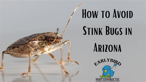 How To Avoid Stink Bugs In Arizona Early Bird Pest Control