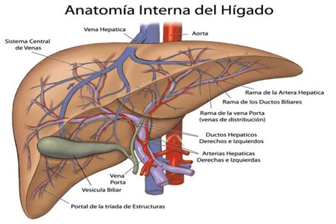 Anatomia Perspectiva Y Composicion Shareapixnet