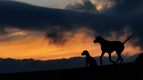 Online crop | HD wallpaper: Dogs, Silhouette | Wallpaper Flare