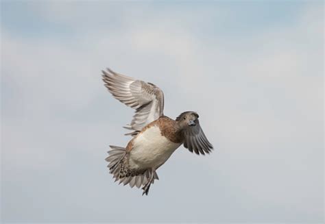 Flying Widgeon Duck Stock Photo - Download Image Now - Animal Body Part, Animal Wing, Color ...