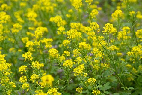 How to Grow and Care for the Mustard Plant