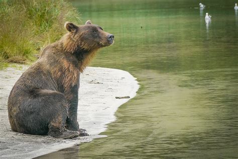 photoscope: Kodiak Bears of Katmay, Alaska