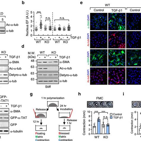 Acetylation Of α Tubulin Is Initiated During Ccl4 Induced Hepatic