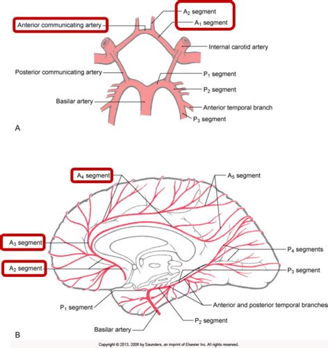 Cerebrovascular Disease Anatomy Flashcards Quizlet