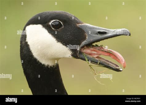 Canada Goose Beak Open Hi Res Stock Photography And Images Alamy