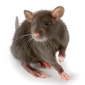 1000+ images about Brown Rat on Pinterest