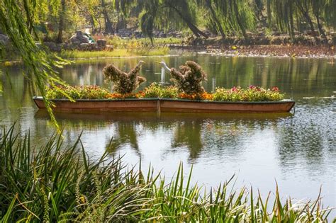 Хризантема в китайской культуре