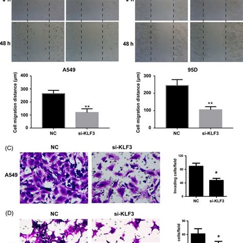 The Decrease In Klf Expression Reduces Cell Migration And Invasion A