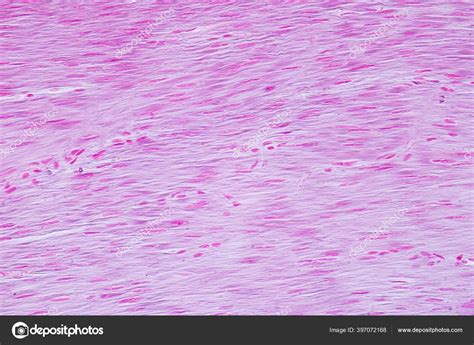 Histology Human Smooth Muscle Microscope View Education Human Tissue