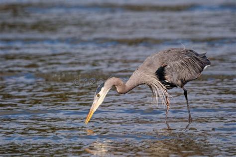 Majestic Blue Heron Stands In Shallow Water At The Edge Of The Ocean