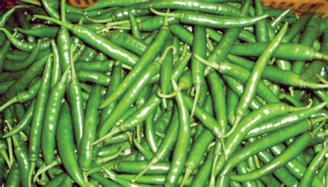 Green Chilli Price Hike Heats Up Barishal Markets The Business Post