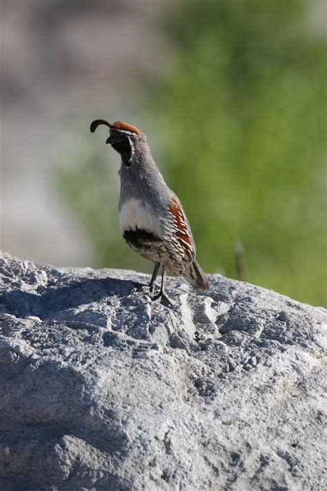 Gambels Quail Springs Preserve Las Vegas Nevada Springs Preserve