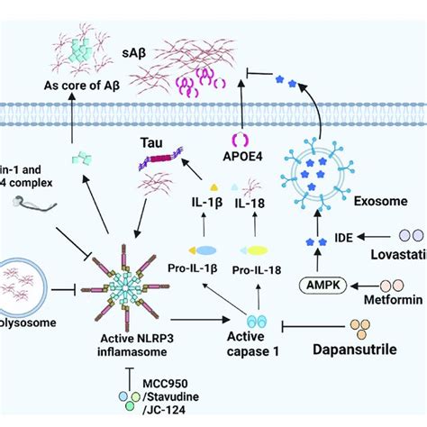 NF KB Pathway In Microglia Of AD NF KB Signal Pathway Plays A