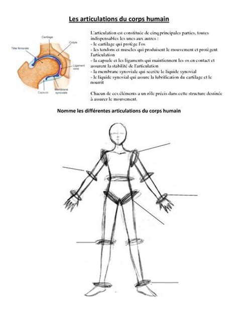 Articulations Du Corps Humain Exercices Ce Cm Sciences Hot Sex Picture