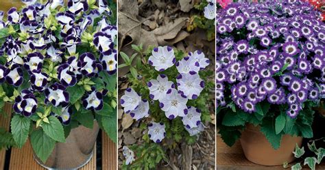 15 Best Purple and White Flowers | Balcony Garden Web