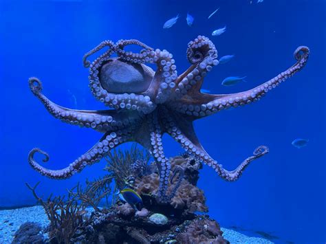 Photo of an Octopus Underwater · Free Stock Photo