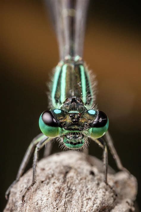 Face To Face With Damselfly Photograph By Stavros Markopoulos Fine