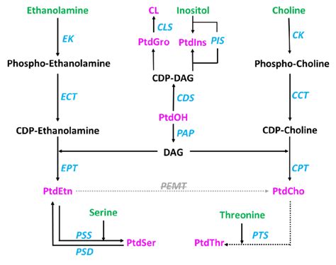 Model of phospholipid synthesis pathways in T. gondii Current model of ...