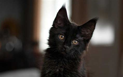 Black Smoke Maine Coon The Truth About This Majestic Cat