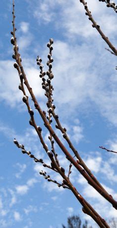 1000 Images About Pussy Willows Cattails Sweet Peas On Pinterest