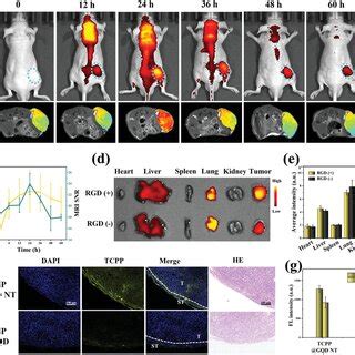 In vivo fluorescence imaging (FLI)/magnetic resonance imaging (MRI). a ...