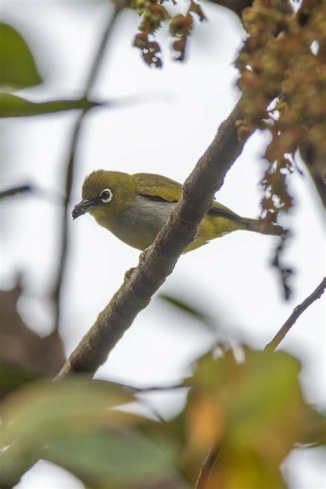 Zosterops Everetti Tahanensis Everett S White Eye Benjamin Naden