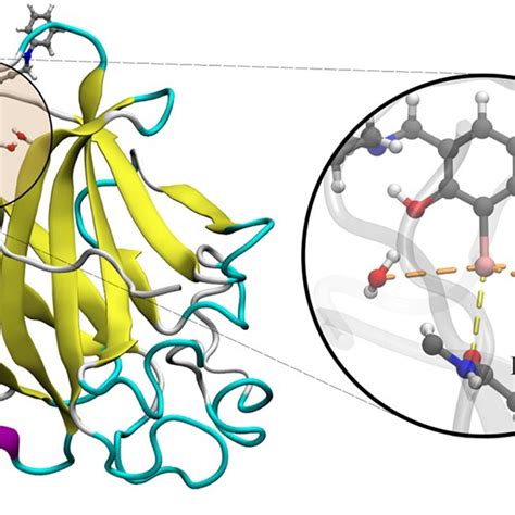 Crystal Structure Of The Y220c Mutant Of The P53 Core Domain Download Scientific Diagram