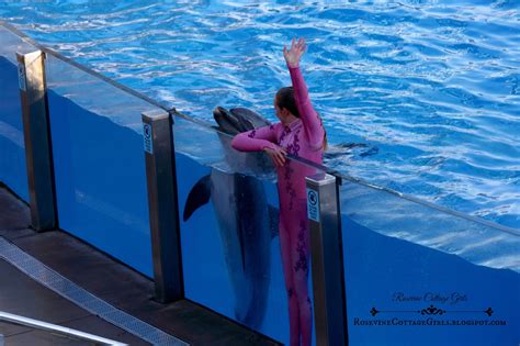 Dolphin Show At Sea World