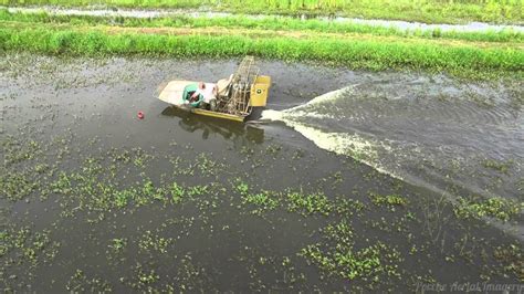 Crawfish Farm 4k Youtube