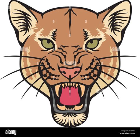 Cougar Face Color Vector Illustration Stock Vector Image Art Alamy