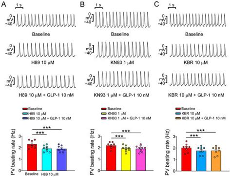 Ijms Free Full Text Glucagon Like Peptide 1 Receptor Activation