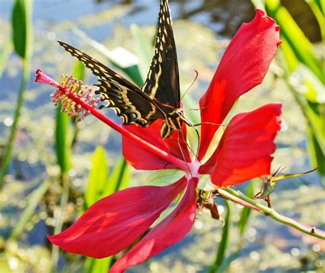 Native Plants for Central Florida