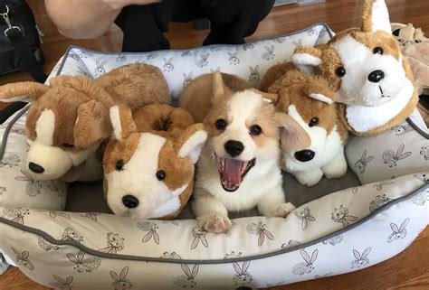 A Litter Of Corgi Puppies Corgi