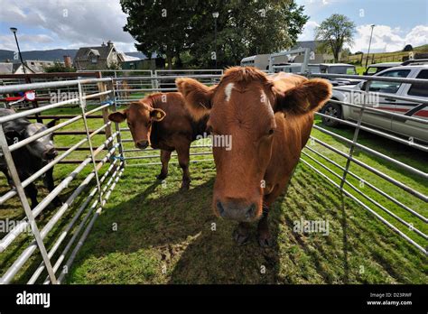 Limousin cattle at an agricultural show Stock Photo - Alamy