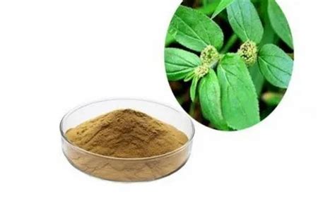 Powder Brown Euphorbia Hirta Extract At Rs 1400kg In Hosur Id