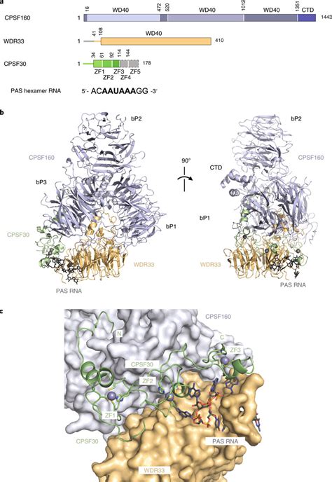 Molecular Architecture Of Cpsf Wdr Cpsf In Complex With The