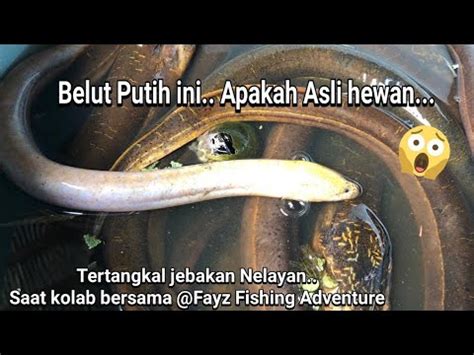 Puluhan Tahun Mencari Ikan Baru Kali Ini Menemukan Yang Albino Kolab