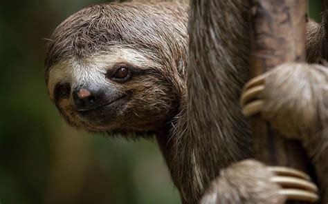 Fun Facts About Sloths In The Amazon Rainforest - Infoupdate.org