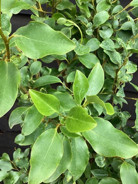 Griselinia Littoralis New Zealand Broadleaf 180 220cm 25lt