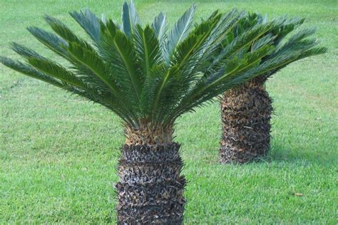 Cycas Revoluta Sago Palm Crawford Ferns Dorset