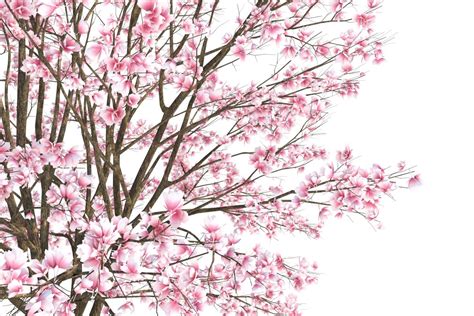 Magnolia Tree 3d Model 15 Max Free3d