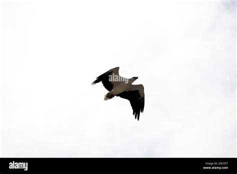 White Bellied Sea Eagle Haliaeetus Leucogaster In Flight In Sydney