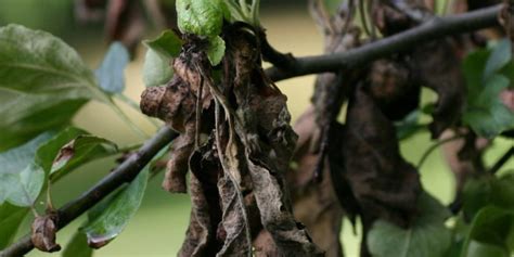 Most Common Apple Tree Diseases And How To Fix Them