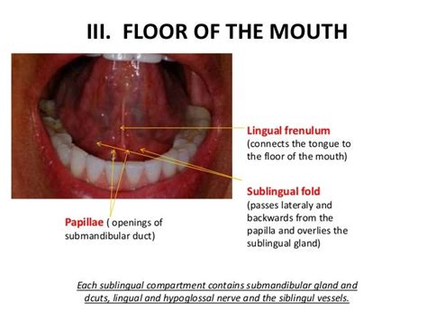 Floor Of Mouth Anatomy | Review Home Co