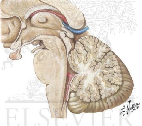 Brainstem Nuclei Lateral View Diagram | Quizlet